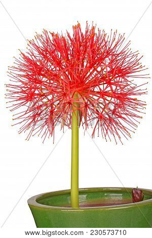 Single Compound Flower Head Of The Southern African Blood Lily, Scadoxus Multiflorus (formerly Haema