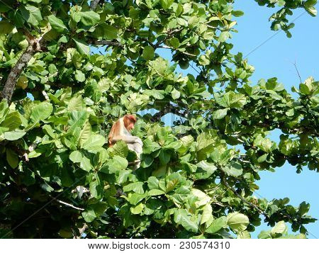 A Proboscis Monkey On Borneo, The Only Place In The World Where They Still Exist.