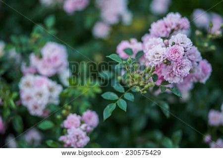 Rosarium With Pink Roses On Flower Bed. Background Of Many Roses.
