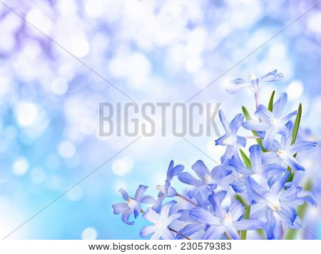 Glory Of The Show Flowers Bouquet In The Corner Ob Blue Turquoise Blurred Background. Blue Chionodox
