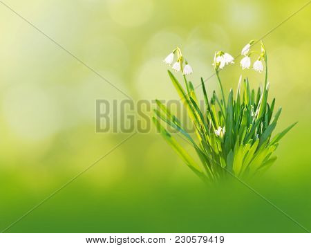 White Snowdrop Or Galanthus Flowers On The Spring Blurred Garden Background