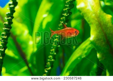 Small Beauty Ember Tetra Or Hyphessobrycon Amandae In Planted Tropical Fresh Water Aquarium