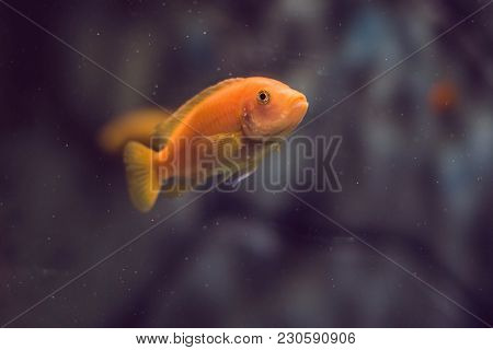 Tropical Fish With Corals And Algae In Blue Water. Beautiful Background Of The Underwater World.