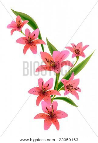 Lily Design-element