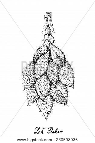 Tropical Fruits, Illustration Of Hand Drawn Sketch Luk Rakam Or Salacca Wallichiana Fruits Isolated 