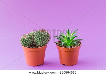 Two Green Cacti Potted On Ultraviolet Background. Toned