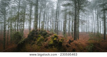 Mysterious Pine Forest. Rainly And Misty Weather On Santo Antao Island, Cape Verde. Panoramic Shot.