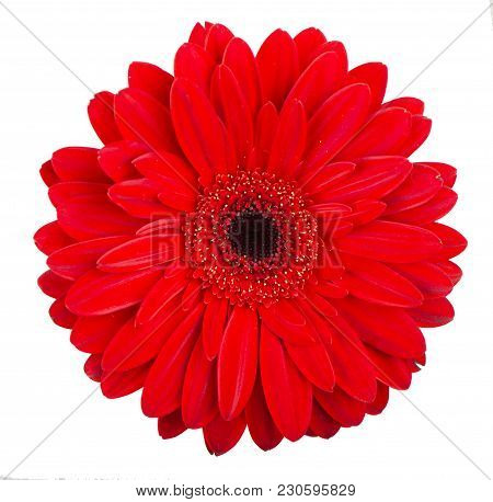 Red Gerbera Flower On The White Background