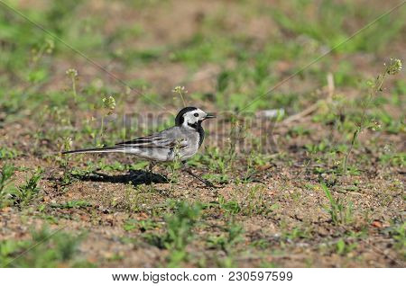 White Wagtail (motacilla Alba) Walks Briskly On The Ground Between Blades Of Grass.