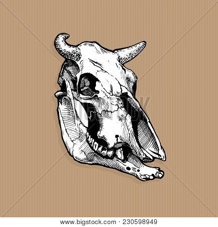 Vector Illustration Of Bull And Cow Skull Stylized As Engraving On Kraft Paper Background. Three-qua