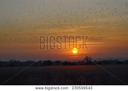 Starlings Fly Past Sunset Over Reedbeds On Somerset Levels