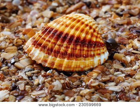 Seashell Anadara On Wet Sand At Beach. Close-up View.