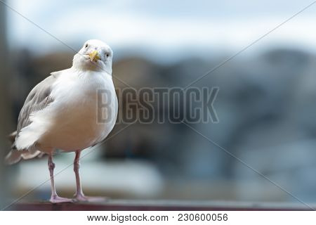 Seagull Standing On Railing At Seaside. Blue Water In Background And Bird In Foreground.