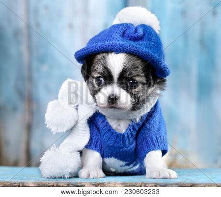puppy wearing a knit hat