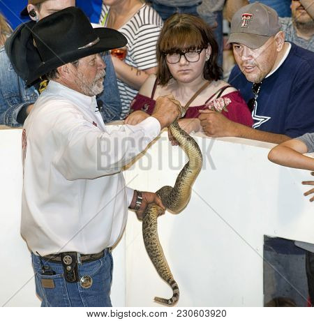 Sweetwater,texas - March 10,2018  60th Annual Sweetwater, Texas Rattlesnake Roundup Largest In The W