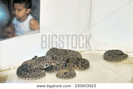 Sweetwater,texas - March 10,2018  60th Annual Sweetwater, Texas Rattlesnake Roundup Largest In The W