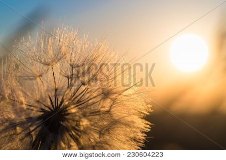 Dandelion Closeup Against Sun And Sky During The Dawn, Meditative Summer Zen Background