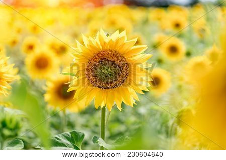 A Blossoming Sunflower Flower Close-up, A Hot Summer Day, An Agricultural Crop, A Growing Sunflower 