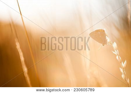 Colorful Butterfly Hanging On Grass Seed During Sunset