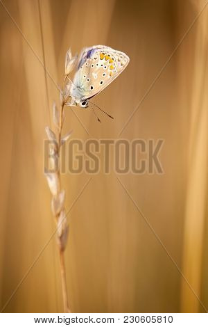 Colorful Butterfly Hanging On Grass Seed During Sunset