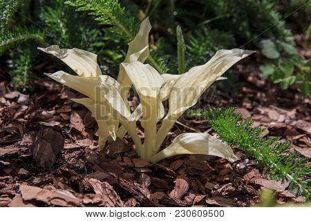Hosta With White Leaves Variety White Feather In Early Spring, Young Beautiful Leaves In The Sun
