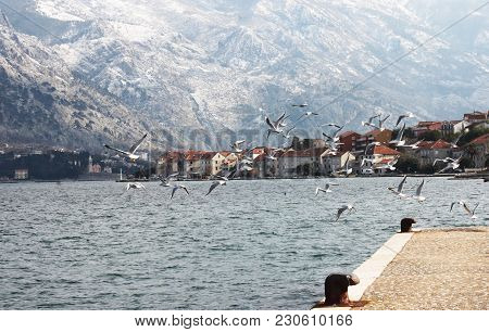 Seagull At The Coast Of Kotor Bay, Montenegro. Seagal Hovers Over The Pier