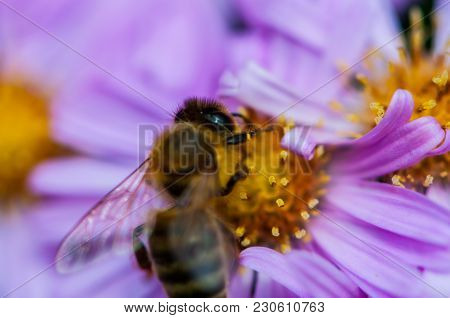 Bee Polishing Purple Diasy In The Summer
