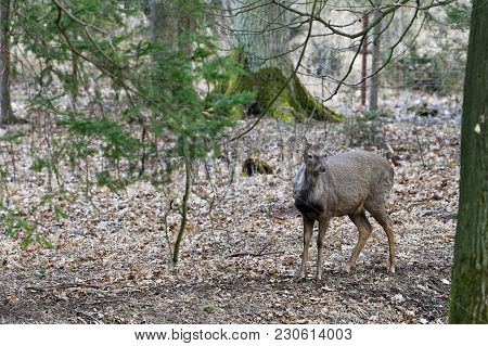 A Stunning Manchurian Sika Deer (cervus Nippon Mantchuricus Or Cervus Nippon Dybowskii)