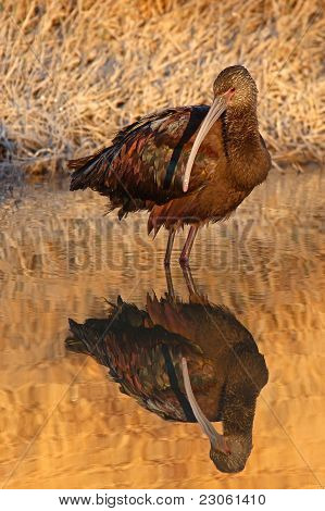 White-faced Ibis Reflecting