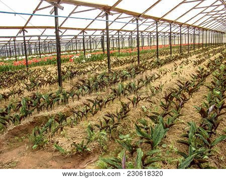 Flowers Are Grown In The Greenhouse Of A Farm In Holambra, State Of Sao Paulo