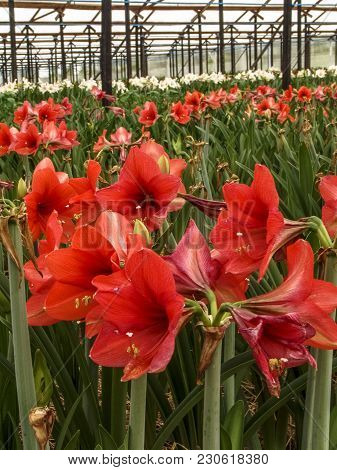 Flowers Are Grown In The Greenhouse Of A Farm In Holambra, State Of Sao Paulo