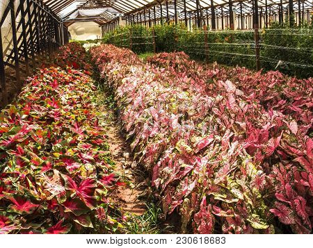 Flowers Are Grown In The Greenhouse Of A Farm In Holambra, State Of Sao Paulo