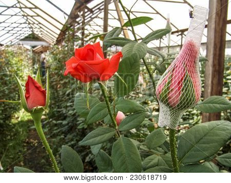 Red Roses Are Grown In The Greenhouse Of A Farm In Holambra, State Of Sao Paulo