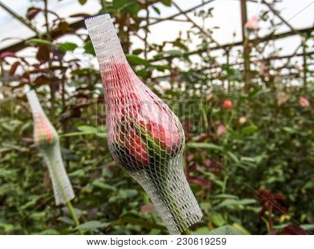 Red Roses Are Grown In The Greenhouse Of A Farm In Holambra, State Of Sao Paulo
