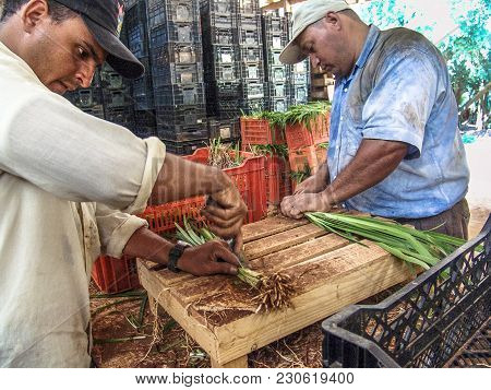 Holambra, Brazil, November 29, 2004. Workers Prepare And Pack Bulbs Of Flowers On A Farm In Holambra