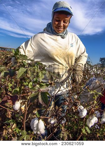 Leme, Sao Paulo, Brazil, May 10, 2005. Worker Makes Manual Cotton Harvesting On A Plantation In The 