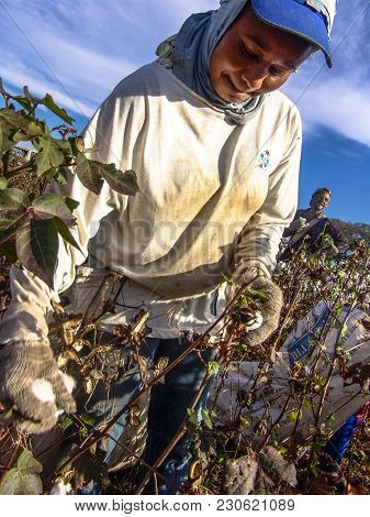 Leme, Sao Paulo, Brazil, May 10, 2005. Worker Makes Manual Cotton Harvesting On A Plantation In The 
