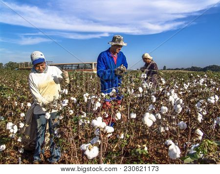Leme, Sao Paulo, Brazil, May 10, 2005. Worker Makes Manual Cotton Harvesting On A Plantation In The 