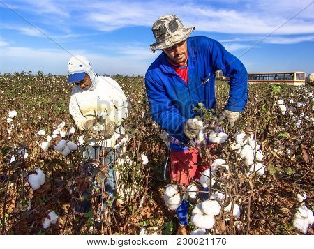 Leme, Sao Paulo, Brazil, May 10, 2005. Worker Makes Manual Cotton Harvesting On A Plantation In The 