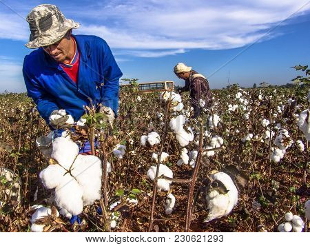 Leme, Sao Paulo, Brazil, May 10, 2005. Worker Makes Manual Cotton Harvesting On A Plantation In The 