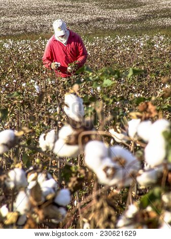 Leme, Sao Paulo, Brazil, May 10, 2005. Worker Makes Manual Cotton Harvesting On A Plantation In The 