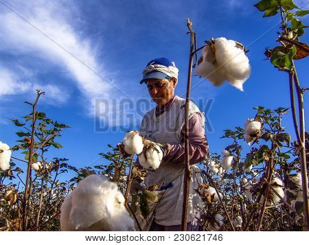 Leme, Sao Paulo, Brazil, May 10, 2005. Worker Makes Manual Cotton Harvesting On A Plantation In The 