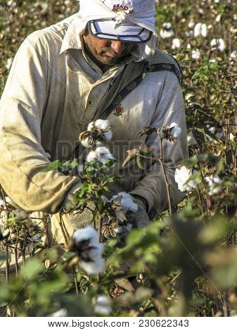Leme, Sao Paulo, Brazil, May 10, 2005. Worker Makes Manual Cotton Harvesting On A Plantation In The 