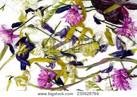 Withered Ancient Flowers Are Scattered Over The Square Of The Photo On A White Background.