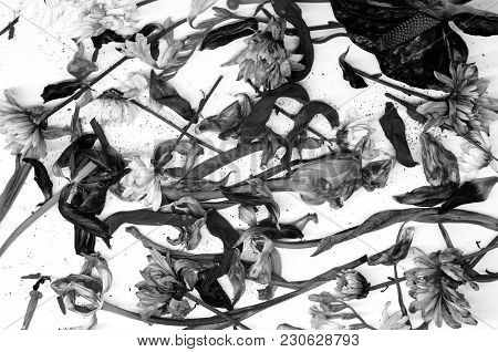 Withered Ancient Flowers Are Scattered Over The Square Of The Black And White Photo On A White Backg