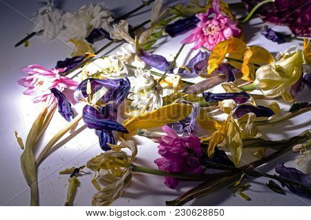 Withered Ancient Flowers Are Scattered Over The Square Of The Photo On A White Background.