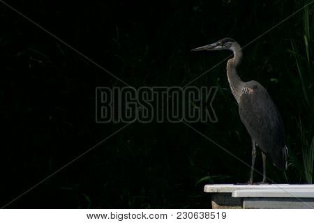 Great Blue Heron posing on a dock with a dark background