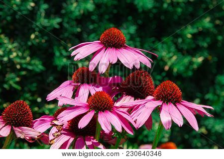 Bunch Of Echinacea Flower Heads In Sunlight