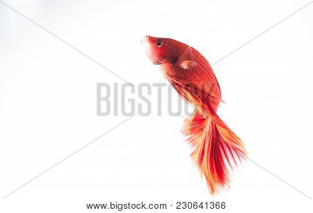 Red Betta Fish On White Background Isolated