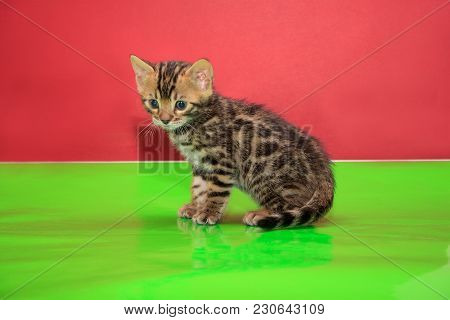 Cute Bengal Kitten Is Sittiing On A Green Mirror Flooring. Pet Animals.